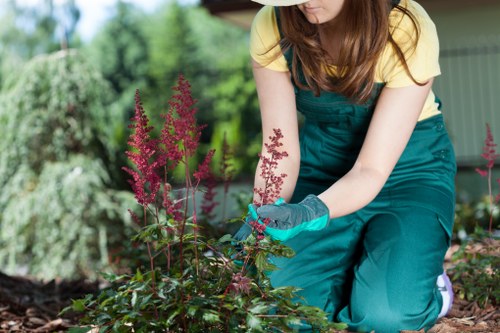 Certified arborists performing tree maintenance