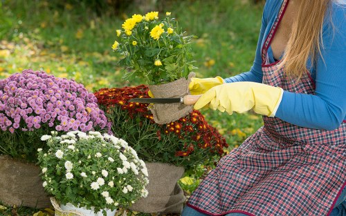 A woman in gardening gloves and a blue long-sleeved top wearing a checkered apron is tending to potted plants in a well-maintained garden. She holds a small trowel and is arranging bright yellow flowers with green foliage in a large, neutral-toned fabric planter. Nearby, there are two other planters filled with clusters of purple and white flowering plants, creating vibrant colour contrasts. The garden features a lush, green lawn with a slightly textured surface, bordered by a variety of bushes and small trees in the background. The scene is outdoors under natural daylight, possibly on a mild day with soft sunlight illuminating the area, emphasizing the variety of plant colours and textures. The setting suggests an organized, landscaped outdoor space suitable for gardening and lawn care services, typical of residential gardens in Eltham, with a focus on floral arrangements and lawn maintenance. This scene aligns with professional gardening activities offered by Lawn Mowing Eltham, enhancing garden aesthetics and outdoor greenery.